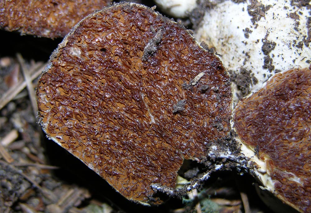 Probabile Hysterangium sp.